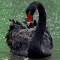 Black.Swan