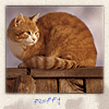 Fat_Cat
