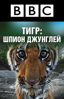 BBC: Тигр – Шпион джунглей, 2008