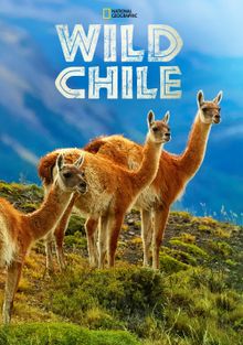 Дикая природа Чили, 2018