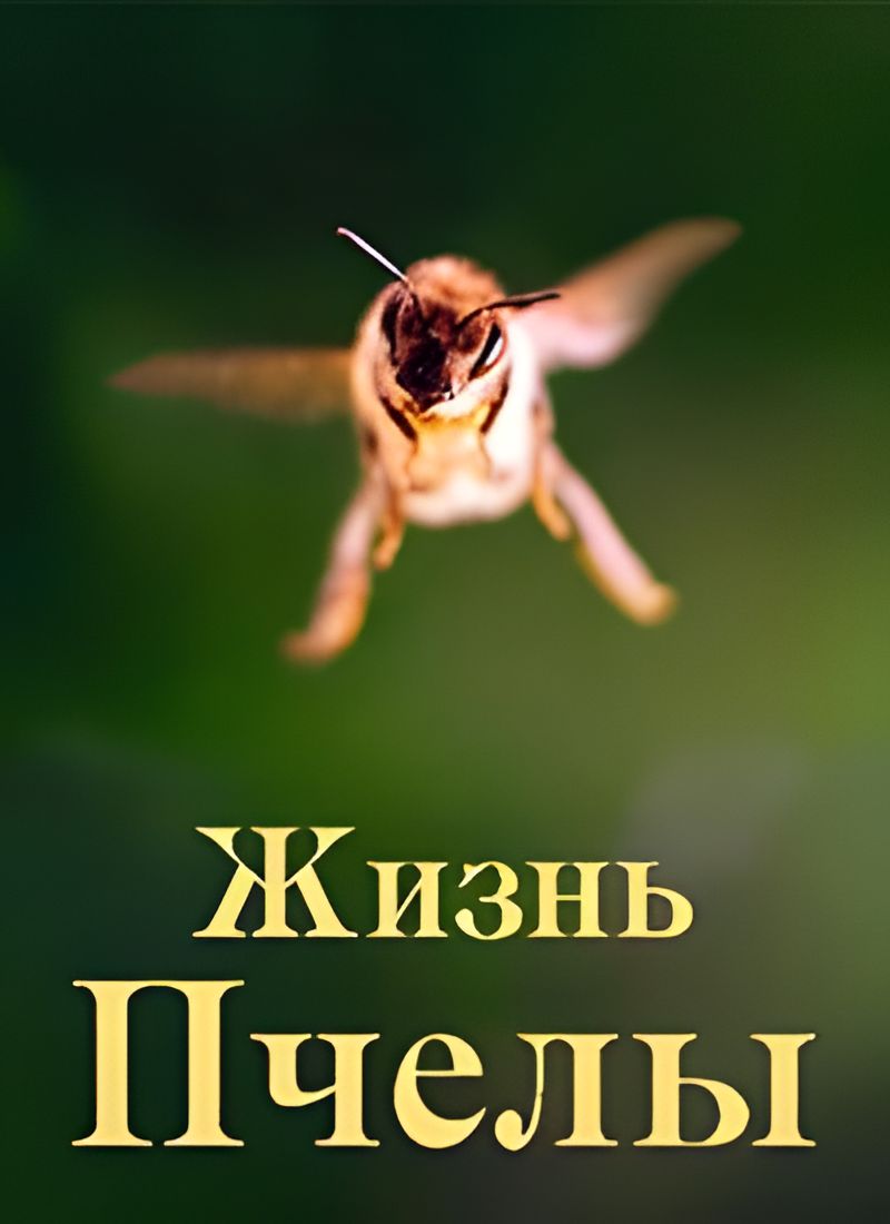 Жизнь пчелы смотреть онлайн, 2020