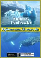 Горбатые киты. Из огня в лёд