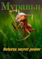 Муравьи: тайная сила природы